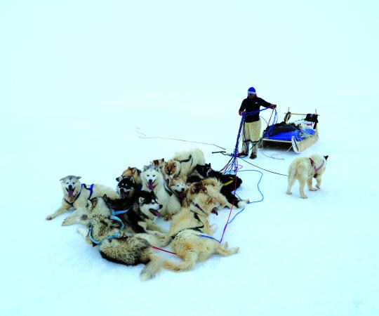 Devon Manik and sled dogs.
